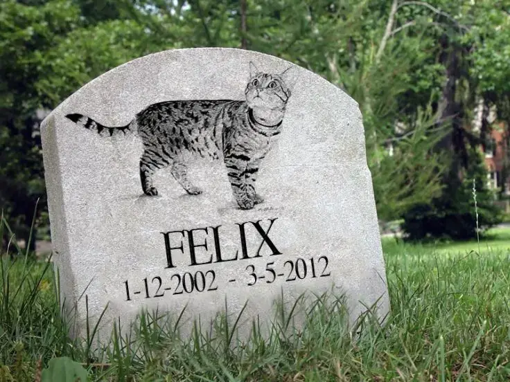La morte del gatto