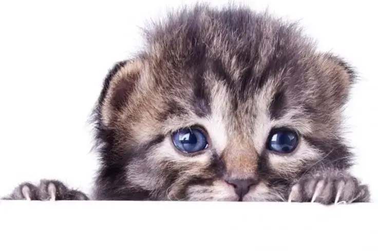 Le paure dei gatti
