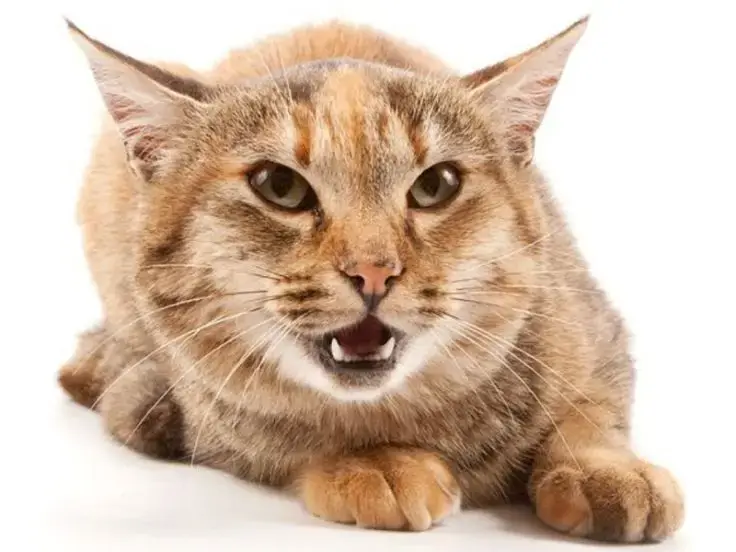 Linguaggio del corpo: la comunicazione dei gatti