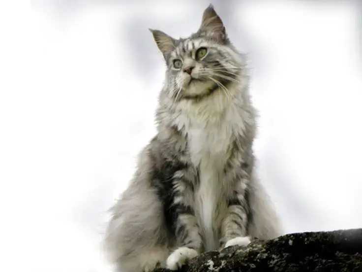 Maine Coon