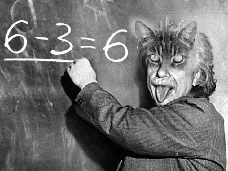 Dove arriva l’intelligenza dei gatti?