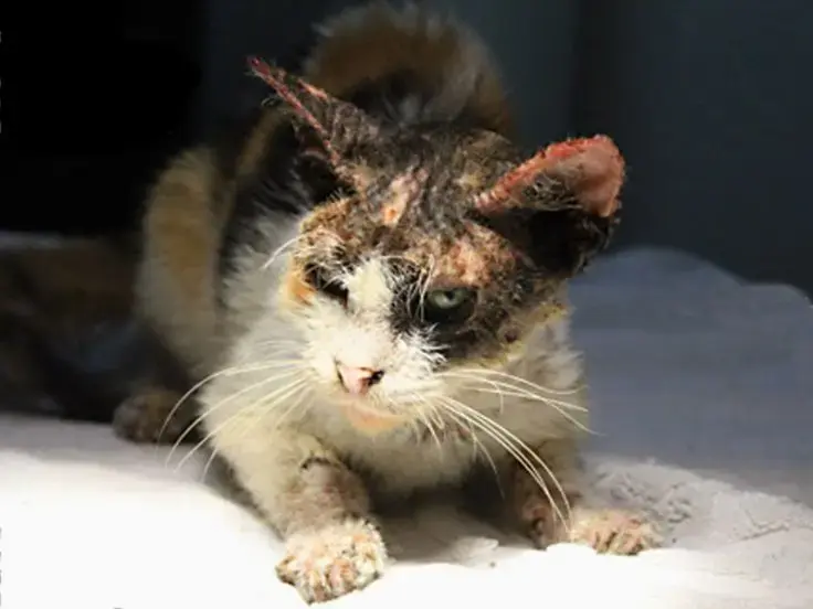 Malattie pelle gatto
