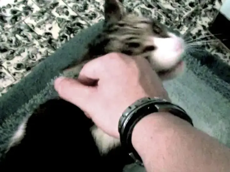 Maltrattamento dei gatti