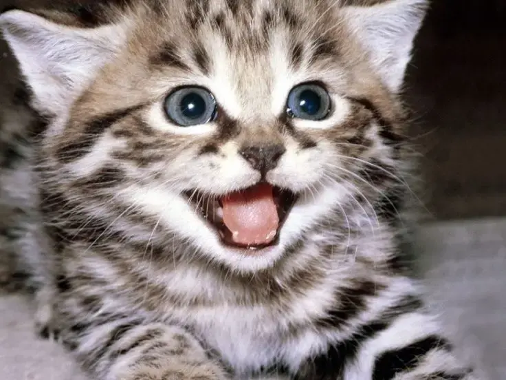 Miagolio e linguaggio: il verso dei gatti