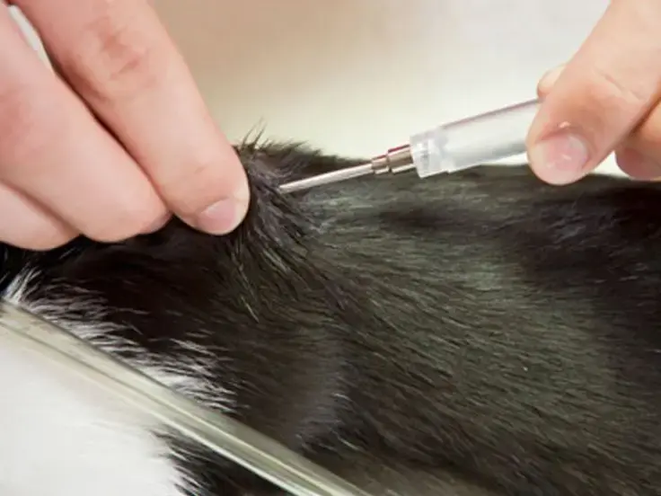 Microchip e anagrafe felina