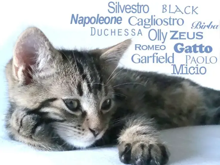 Nomi da gatto