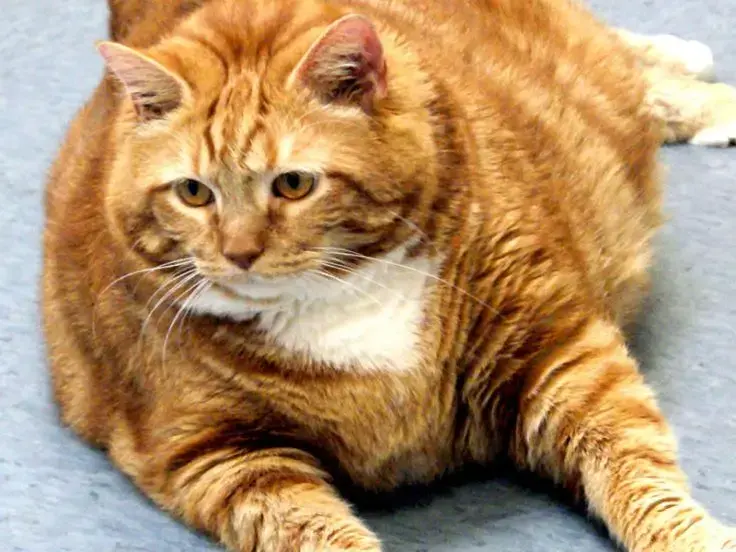 Obesità del gatto