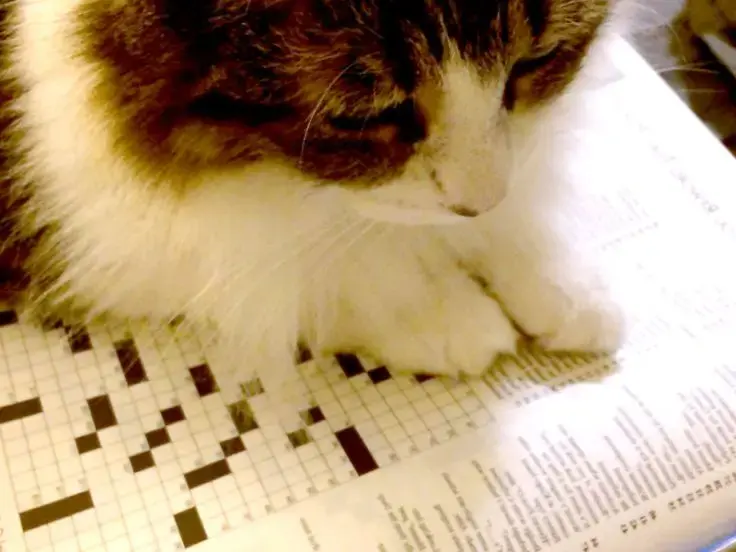 Passatempi da gatti
