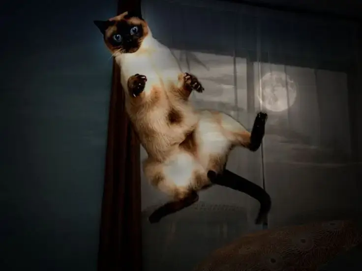 Perché il gatto disturba di notte