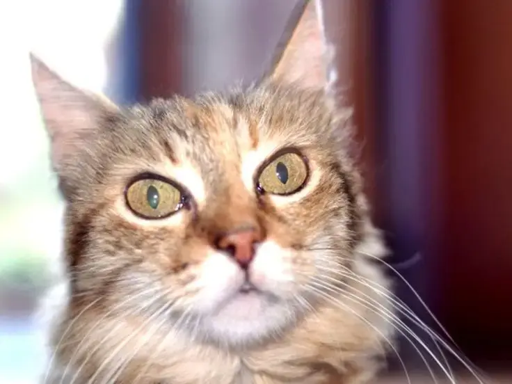 Perché il gatto fissa il vuoto
