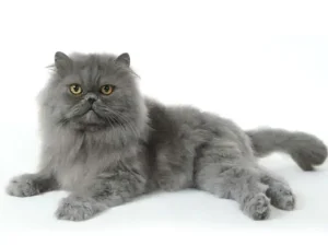 Persiano