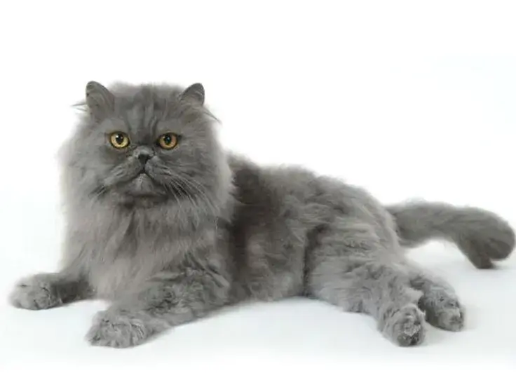 Persiano