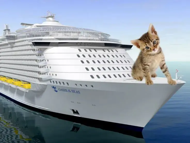 Portare il gatto in nave o traghetto