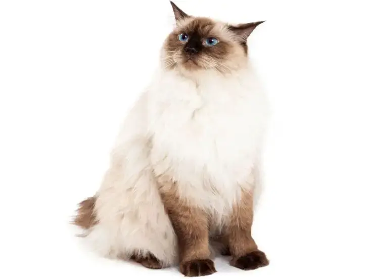Ragdoll