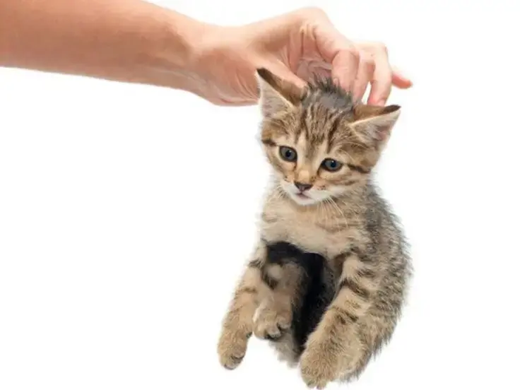 Scegliere un cucciolo