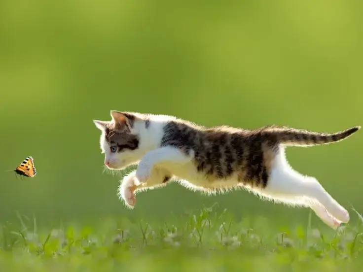 Semilibertà e gatti che vivono fuori