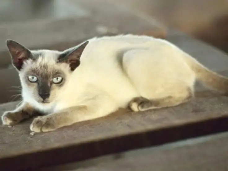 Siamese