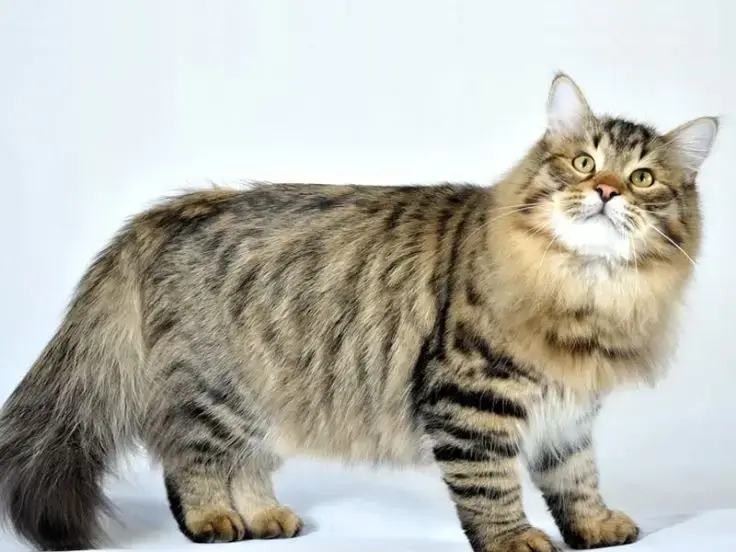 Siberiano