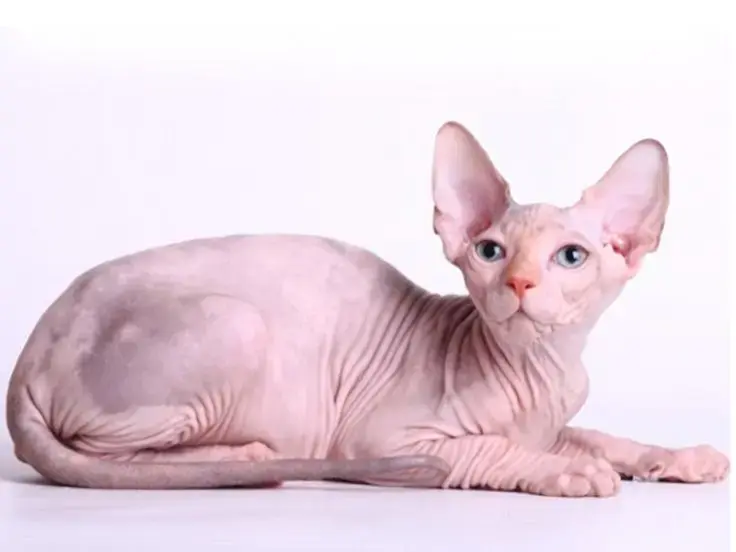 Sphynx