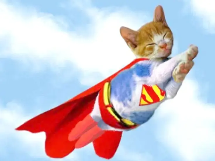Storie incredibili di gatti eroici