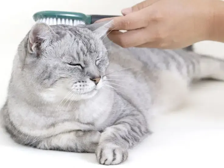 Toelettatura del pelo