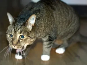 Vomito