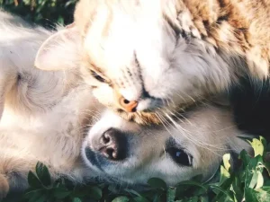 Guida al miglior collirio per cani e gatti