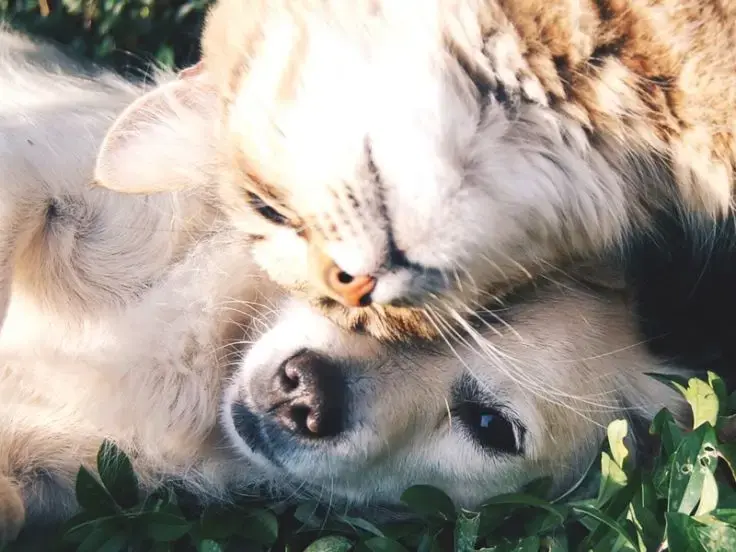 Guida al miglior collirio per cani e gatti