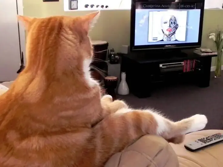 I gatti guardano le televisione?