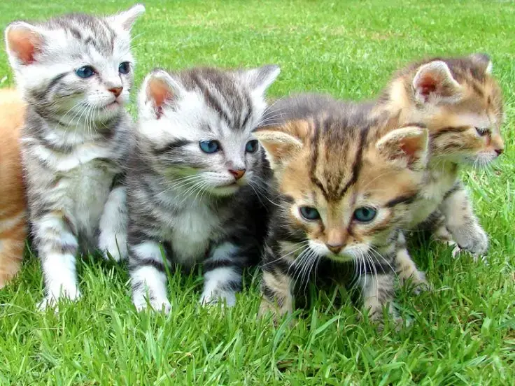 Lo svezzamento dei gattini: una tappa importante nella vita dei cuccioli