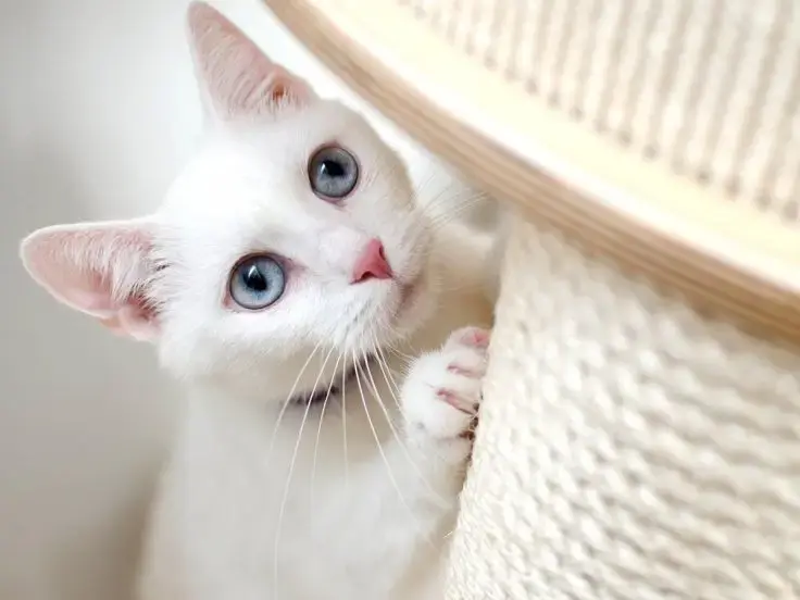 Tiragraffi per gatti: come scegliere quello giusto