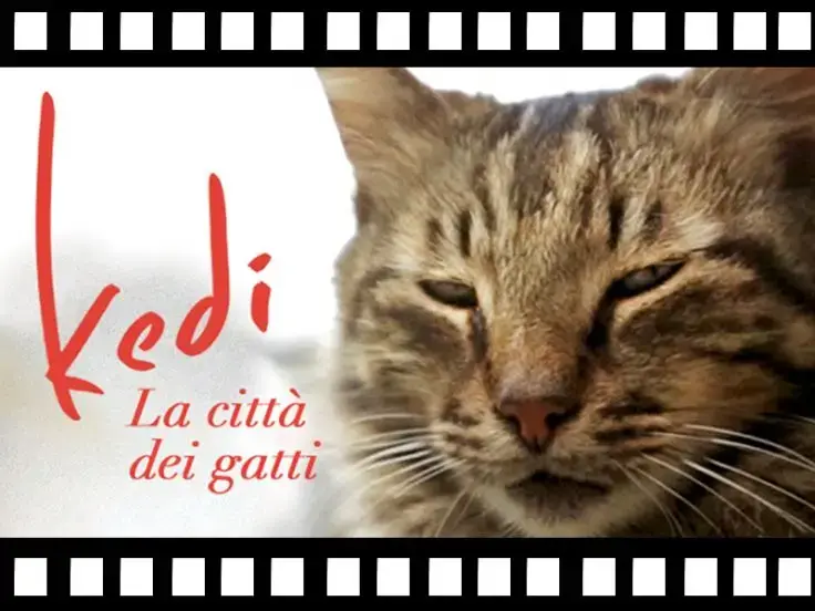 "Kedi-La città dei gatti”. Il film da non perdere