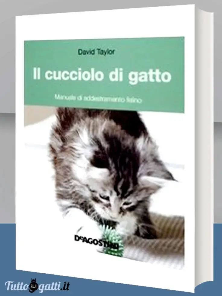 Il cucciolo di gatto